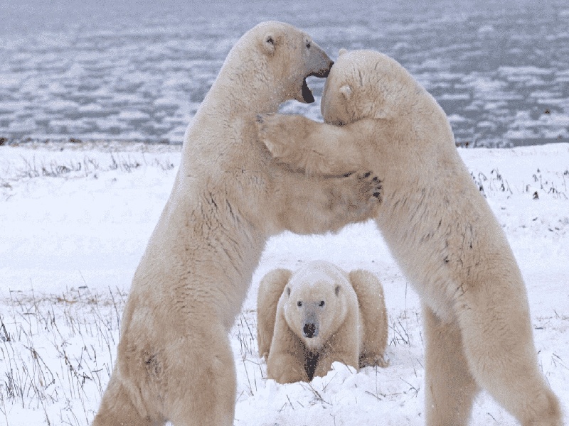 <strong>试管技术的孩子（抗体检查费用）</strong>